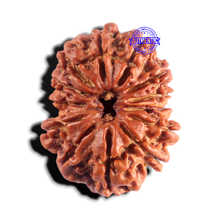 Load image into Gallery viewer, 13 Mukhi Nepalese Rudraksha - Bead No. 391

