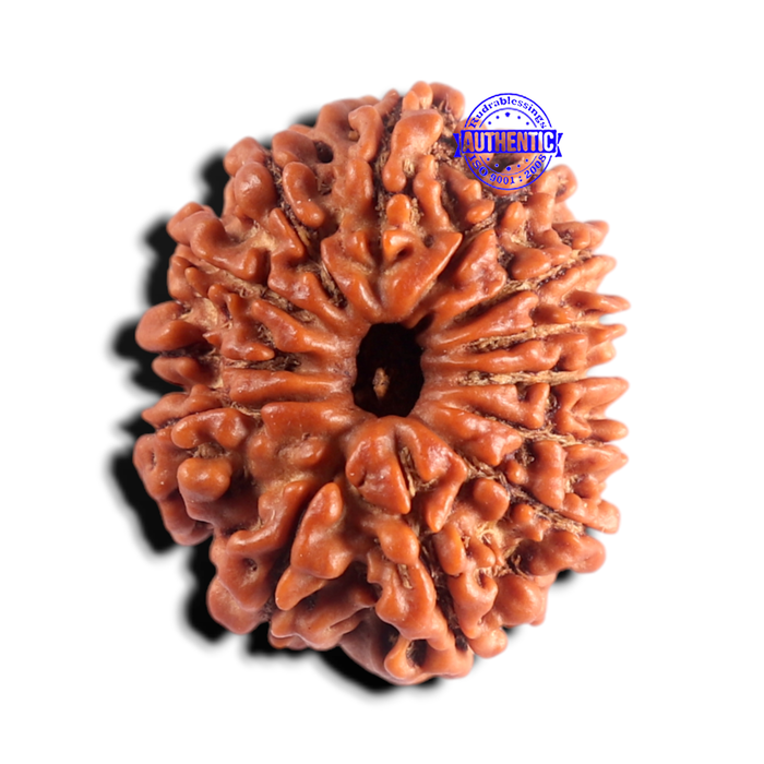 13 Mukhi Nepalese Rudraksha - Bead No. 393