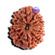 Load image into Gallery viewer, 13 Mukhi Nepalese Rudraksha - Bead No. 394
