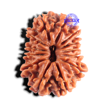 Load image into Gallery viewer, 13 Mukhi Nepalese Rudraksha - Bead No. 395
