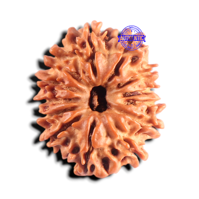 13 Mukhi Nepalese Rudraksha - Bead No. 396