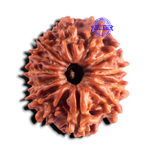 Load image into Gallery viewer, 13 Mukhi Nepalese Rudraksha - Bead No. 399
