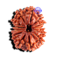 Load image into Gallery viewer, 13 Mukhi Ganesh Nepalese Rudraksha - Bead No. 400
