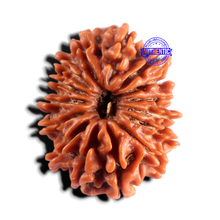 Load image into Gallery viewer, 15 Mukhi Rudraksha from Nepal - Bead No. 85

