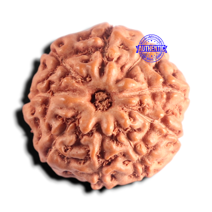 9 Mukhi Rudraksha from Indonesia - Bead No. 235
