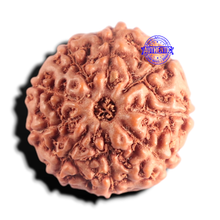 Load image into Gallery viewer, 9 Mukhi Rudraksha from Indonesia - Bead No. 238
