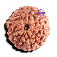 Load image into Gallery viewer, 9 Mukhi Rudraksha from Indonesia - Bead No. 239
