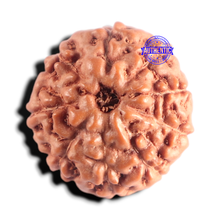 Load image into Gallery viewer, 9 Mukhi Rudraksha from Indonesia - Bead No. 241
