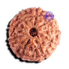 Load image into Gallery viewer, 9 Mukhi Rudraksha from Indonesia - Bead No. 243
