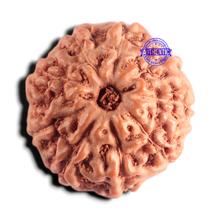 Load image into Gallery viewer, 9 Mukhi Rudraksha from Indonesia - Bead No. 248
