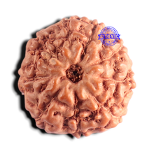 Load image into Gallery viewer, 9 Mukhi Rudraksha from Indonesia - Bead No. 249
