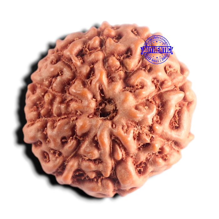 9 Mukhi Rudraksha from Indonesia - Bead No. 250