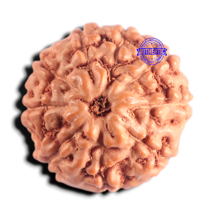 9 Mukhi Rudraksha from Indonesia - Bead No. 251
