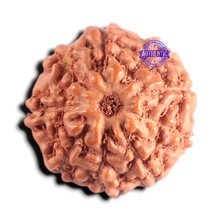 Load image into Gallery viewer, 9 Mukhi Rudraksha from Indonesia - Bead No. 252
