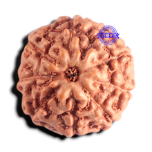 Load image into Gallery viewer, 9 Mukhi Rudraksha from Indonesia - Bead No. 254
