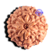 Load image into Gallery viewer, 9 Mukhi Rudraksha from Indonesia - Bead No. 256
