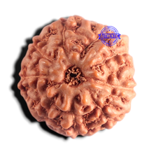 Load image into Gallery viewer, 9 Mukhi Rudraksha from Indonesia - Bead No. 257
