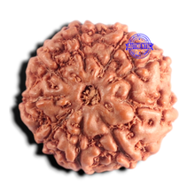 Load image into Gallery viewer, 9 Mukhi Rudraksha from Indonesia - Bead No. 259
