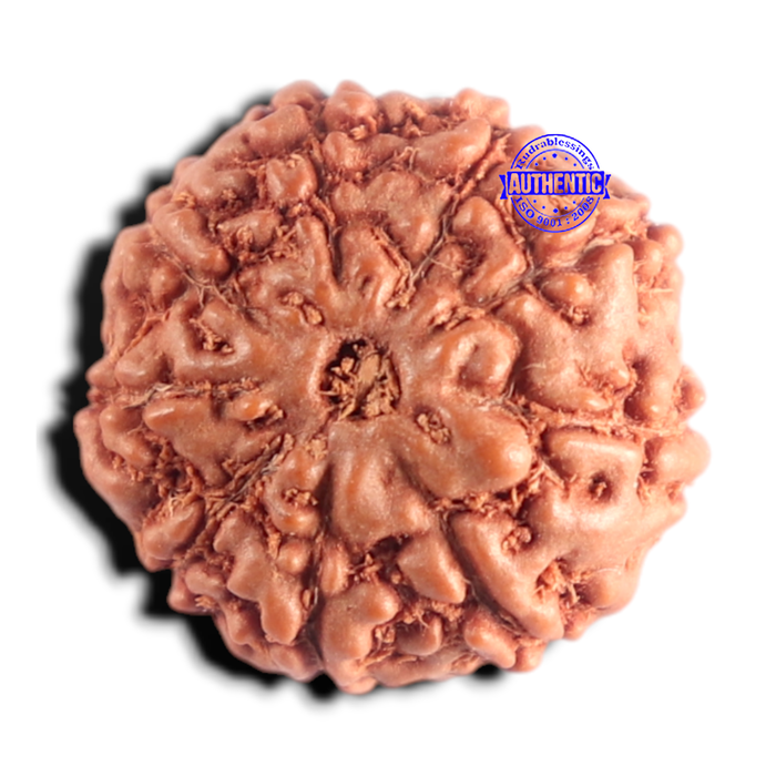 9 Mukhi Rudraksha from Indonesia - Bead No. 259