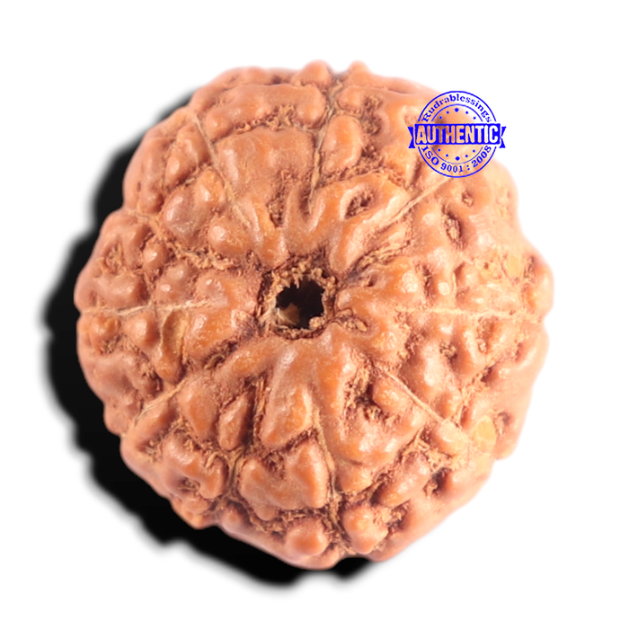 10 Mukhi Rudraksha from Indonesia - Bead No. 213