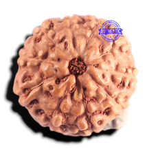 Load image into Gallery viewer, 10 Mukhi Rudraksha from Indonesia - Bead No. 214

