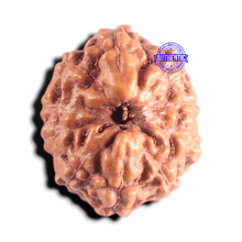 Load image into Gallery viewer, 10 Mukhi Rudraksha from Indonesia - Bead No. 215

