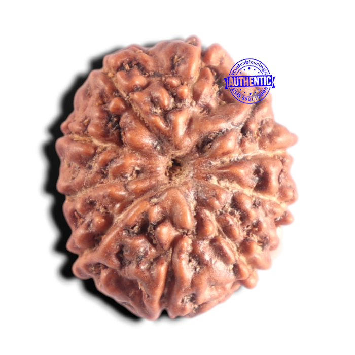 10 Mukhi Rudraksha from Indonesia - Bead No. 216