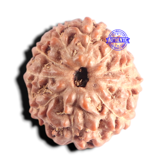 10 Mukhi Rudraksha from Indonesia - Bead No. 217