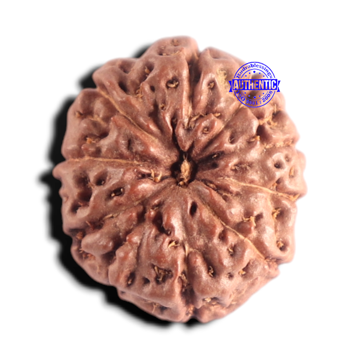 10 Mukhi Rudraksha from Indonesia - Bead No. 218