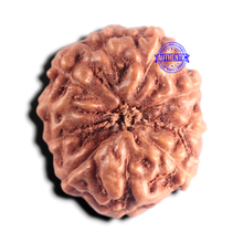 Load image into Gallery viewer, 10 Mukhi Rudraksha from Indonesia - Bead No. 219
