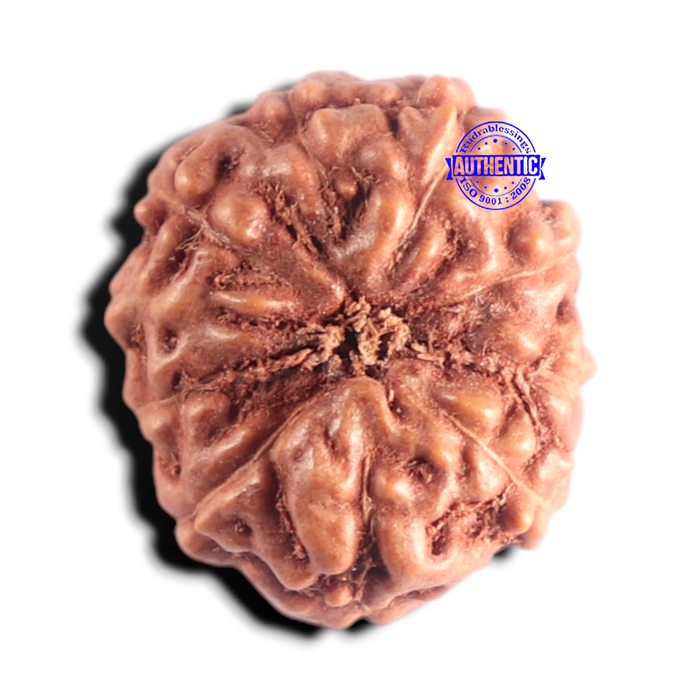 10 Mukhi Rudraksha from Indonesia - Bead No. 219
