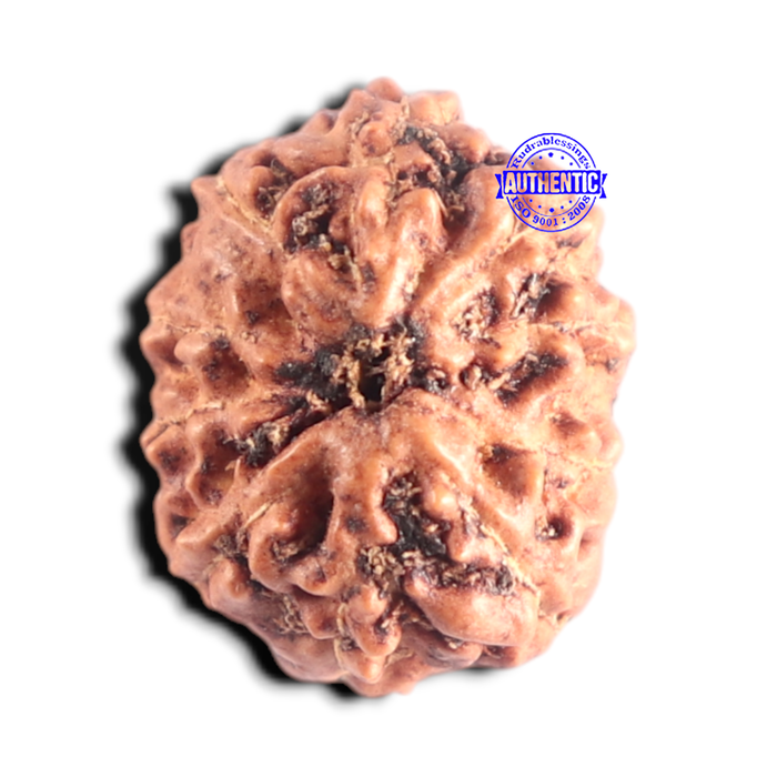 10 Mukhi Rudraksha from Indonesia - Bead No. 220