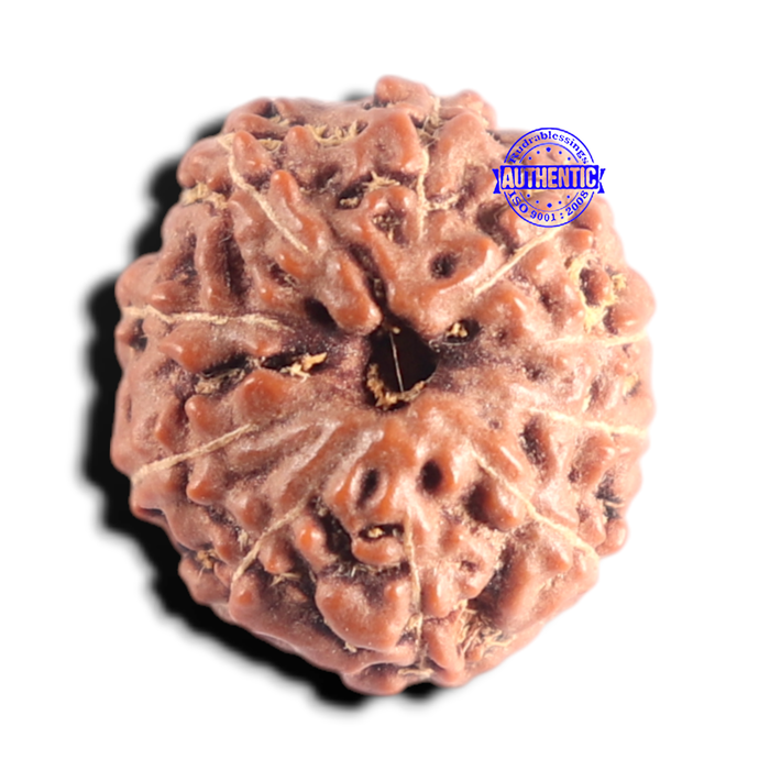 10 Mukhi Rudraksha from Indonesia - Bead No. 221