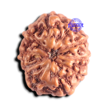 Load image into Gallery viewer, 10 Mukhi Rudraksha from Indonesia - Bead No. 222
