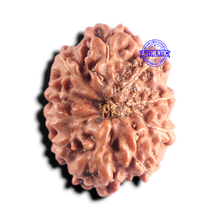 Load image into Gallery viewer, 10 Mukhi Rudraksha from Indonesia - Bead No. 223
