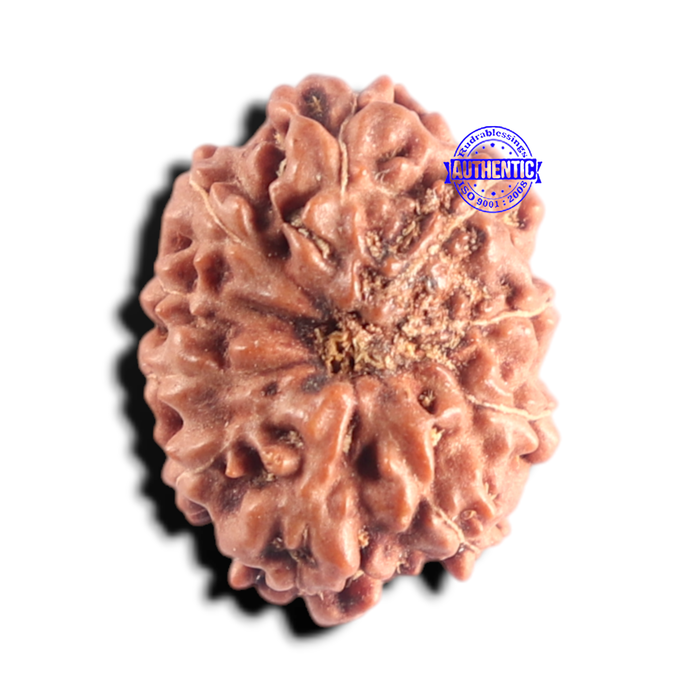 10 Mukhi Rudraksha from Indonesia - Bead No. 223