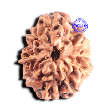 Load image into Gallery viewer, 10 Mukhi Rudraksha from Indonesia - Bead No. 224
