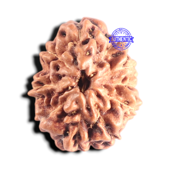 10 Mukhi Rudraksha from Indonesia - Bead No. 224