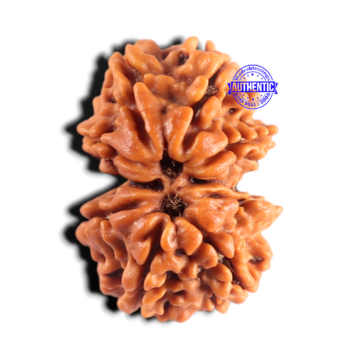 Gaurishanker Nepalese Rudraksha Bead No. - 256