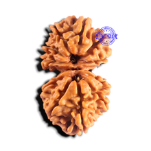 Load image into Gallery viewer, Gaurishanker Nepalese Rudraksha Bead No. - 258
