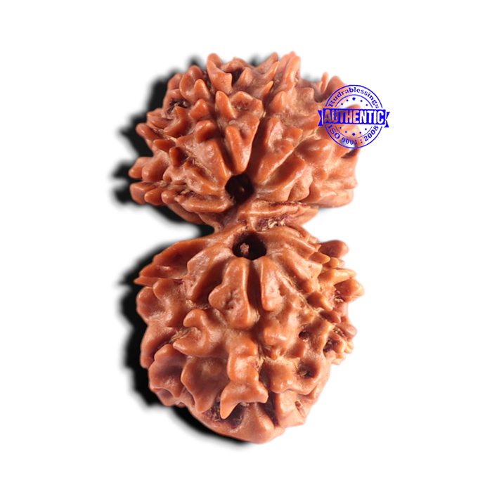Gaurishanker Nepalese Rudraksha Bead No. - 259