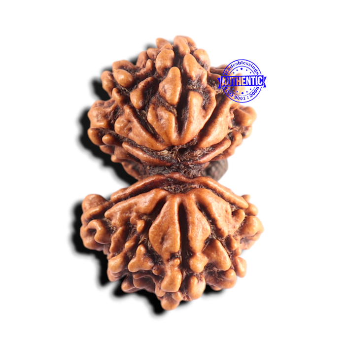 Gaurishanker Nepalese Rudraksha Bead No. - 261