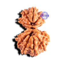 Load image into Gallery viewer, Gaurishanker Nepalese Rudraksha Bead No. - 262
