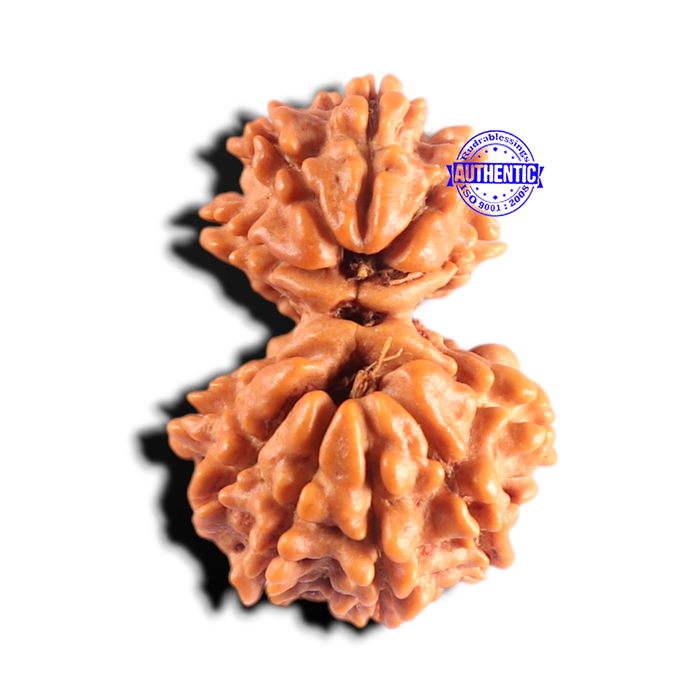 Gaurishanker Nepalese Rudraksha Bead No. - 262