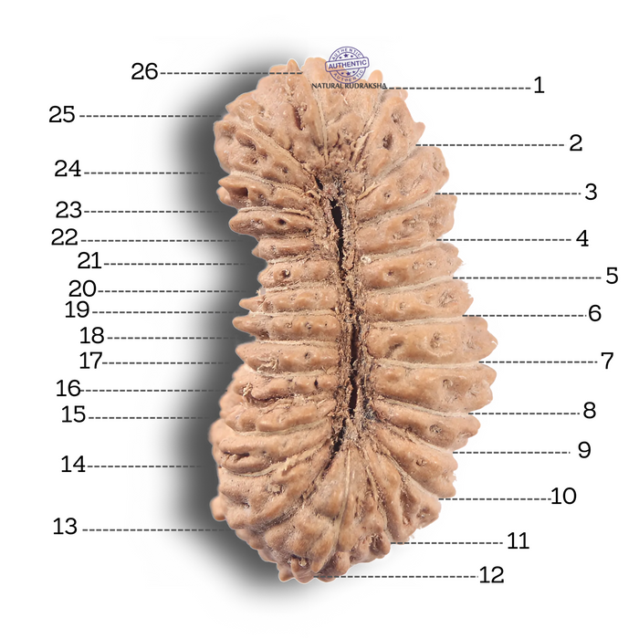 26 Mukhi Rudraksha from Indonesia