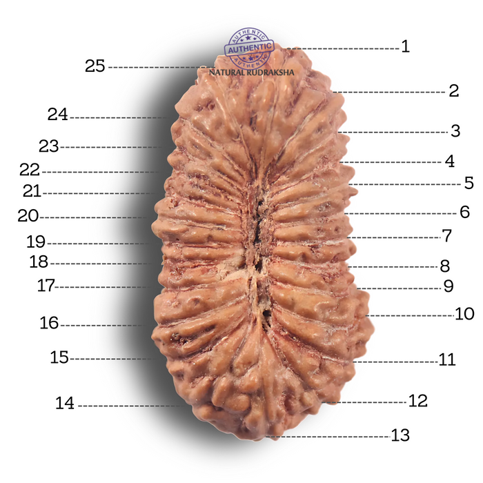 25 Mukhi Rudraksha from Indonesia