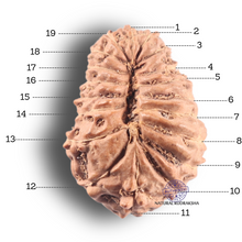 Load image into Gallery viewer, 19 Mukhi Indonesian Rudraksha - Bead 43
