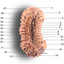 Load image into Gallery viewer, 27 Mukh Rudraksha from Indonesia - Bead No. R
