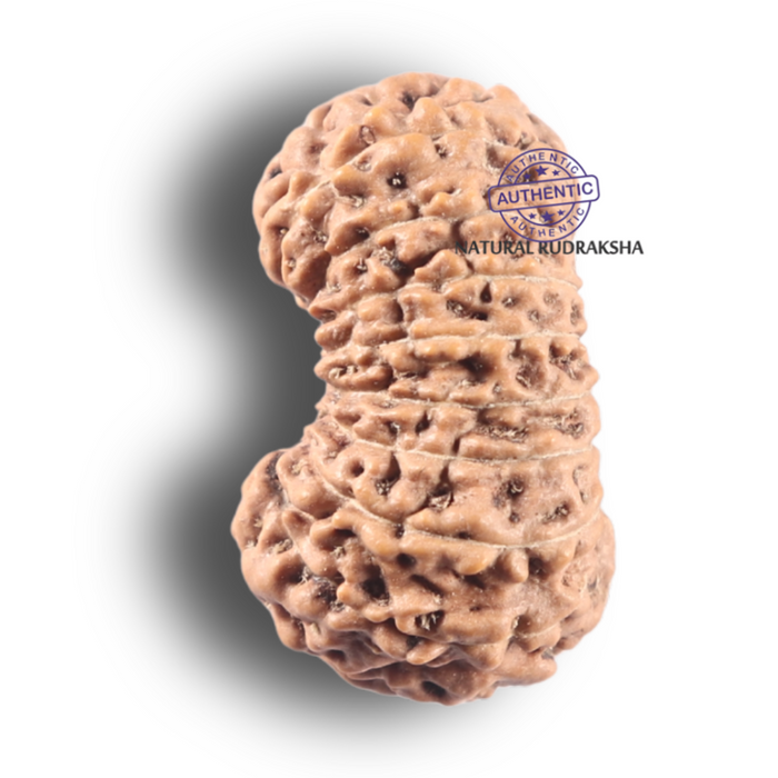 19 Mukhi Indonesian Rudraksha - Bead 126