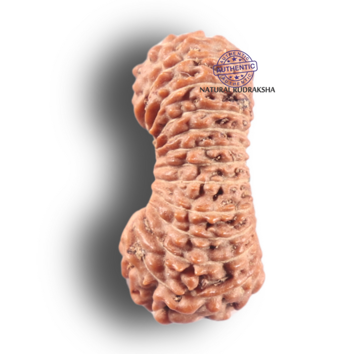 25 Mukhi Rudraksha from Indonesia